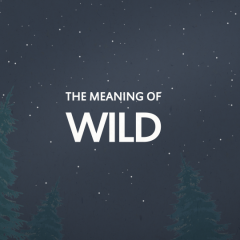 ‘Meaning of Wild’ Documentary Animations